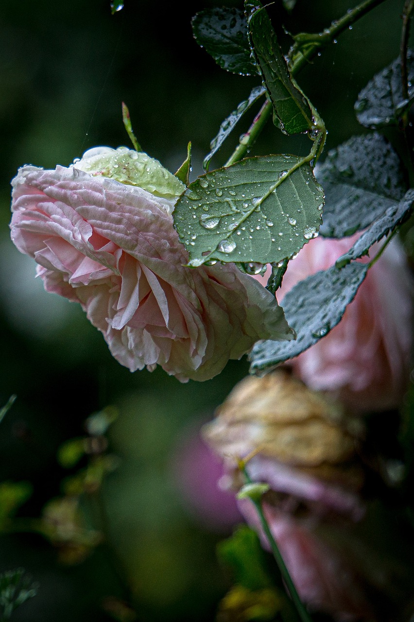 pink, roses, rain, flower background, flowers, beautiful flowers, spring, nature, garden, flower wallpaper, rain, rain, rain, rain, rain